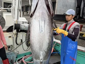 银座金枪鱼料理 真海 5